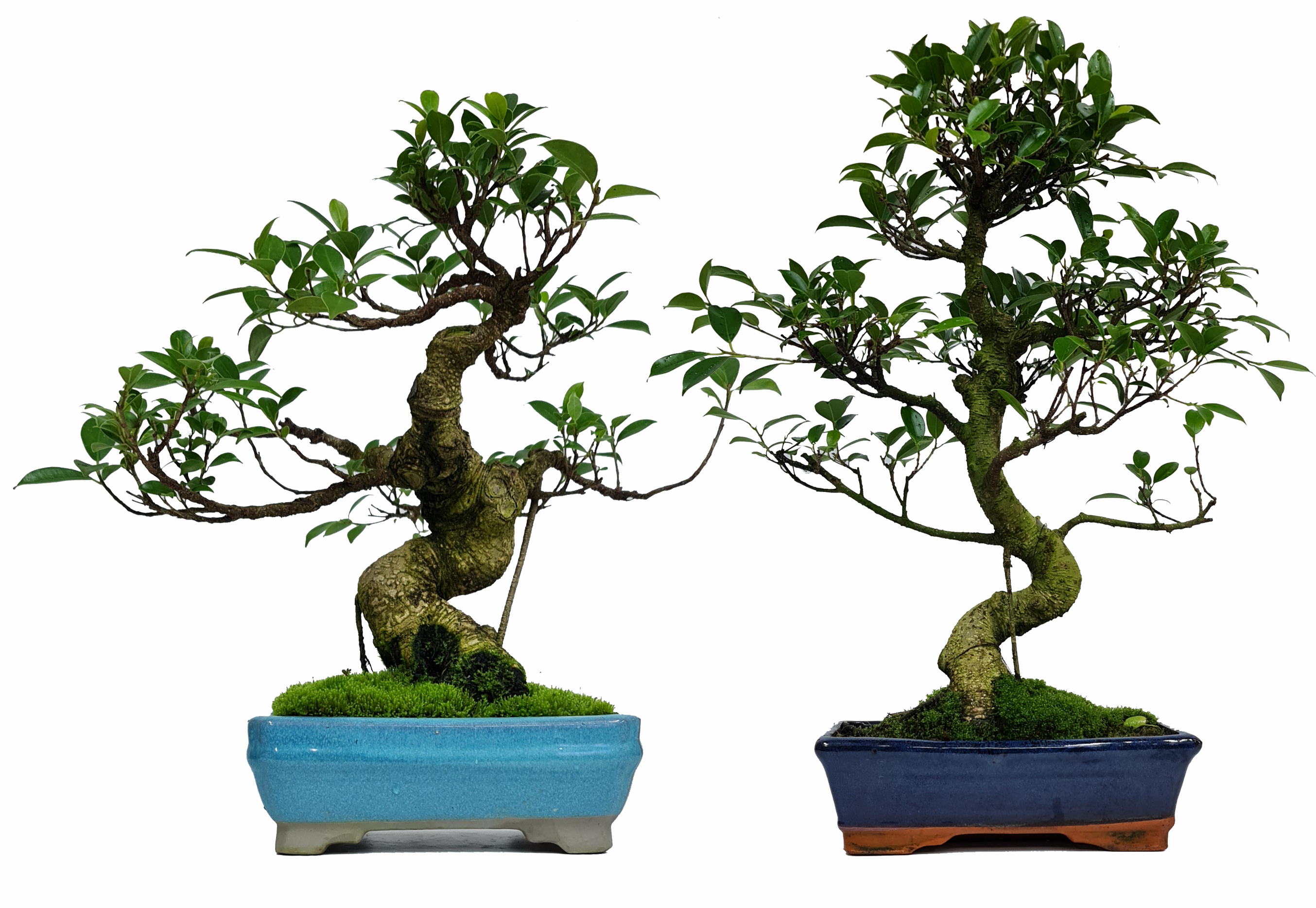 Ficus retusa