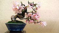 Cerezo (Sakura)