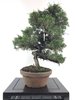 Bonsai Juniperus Chinensis Ito