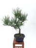 Bonsai Pinus Thunbergii 17 años