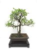 Bonsai Ficus Retusa 19 años