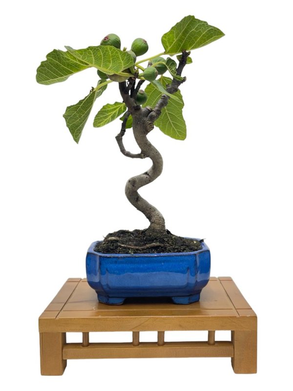 Bonsai Ficus Carica 9 años
