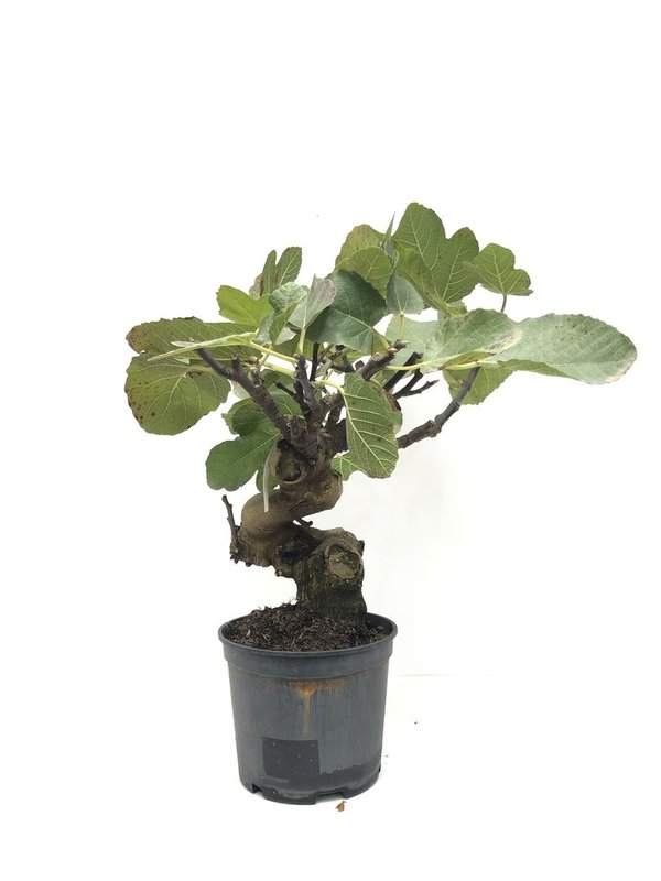 Bonsai Ficus Carica de 12 años.