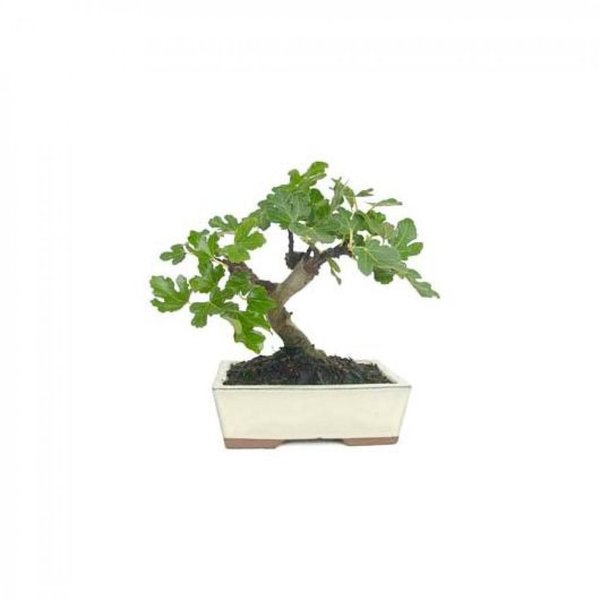 Bonsai Ficus Carica 8 años. (higuera)