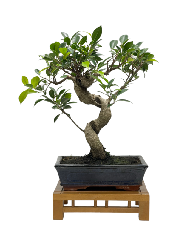Bonsai Ficus retusa 10 años (boinre-10-1)