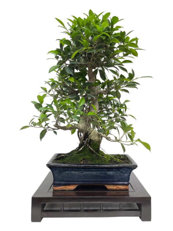 Bonsai Ficus retusa de 16 años