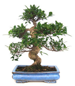 Bonsai Ficus retusa de 19 años
