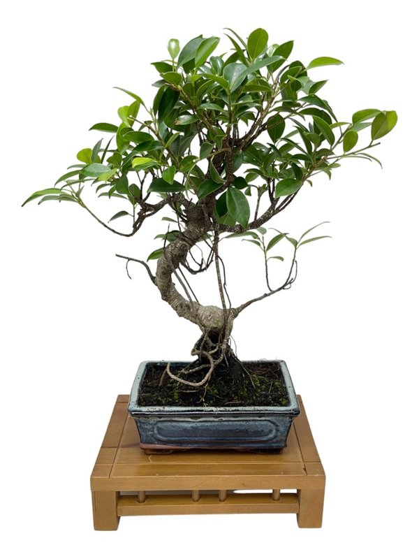 Bonsai Ficus retusa 8 años