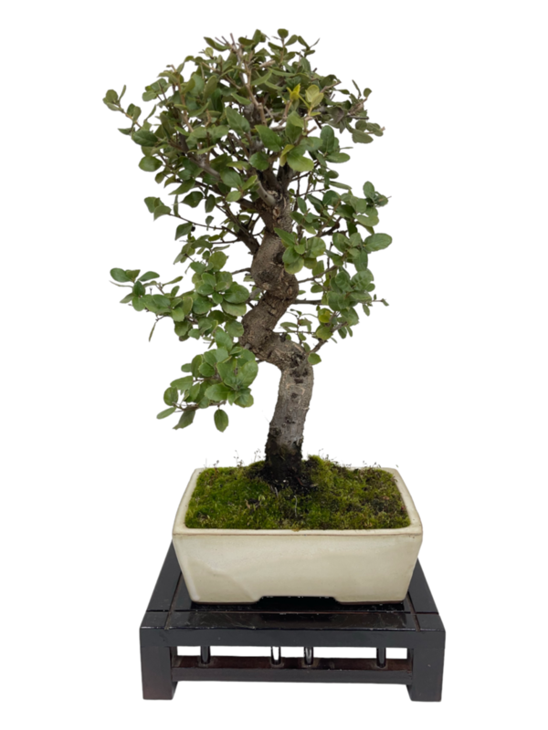 Bonsai Quercus 13 años