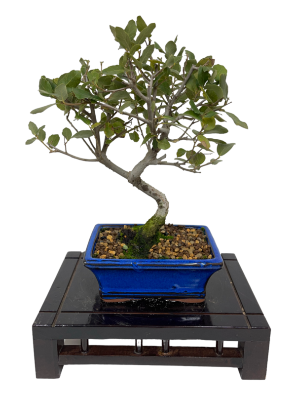 Bonsai Quercus de 7 años