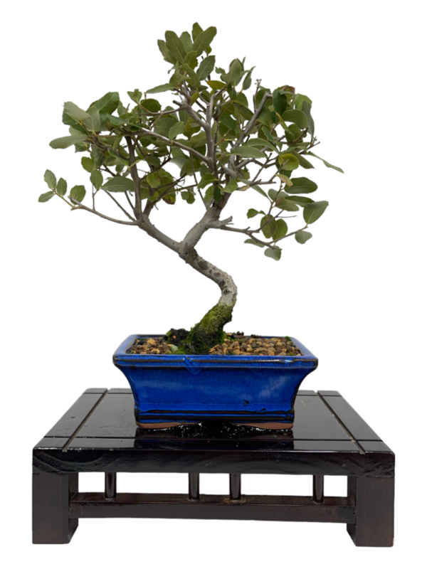 Bonsai Quercus de 7 años