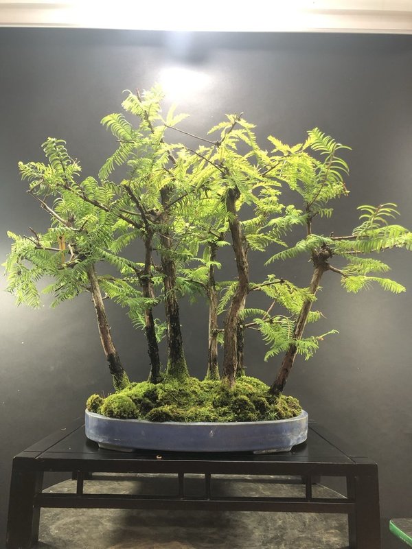 Bonsai Taxodium en bosque de 7 troncos