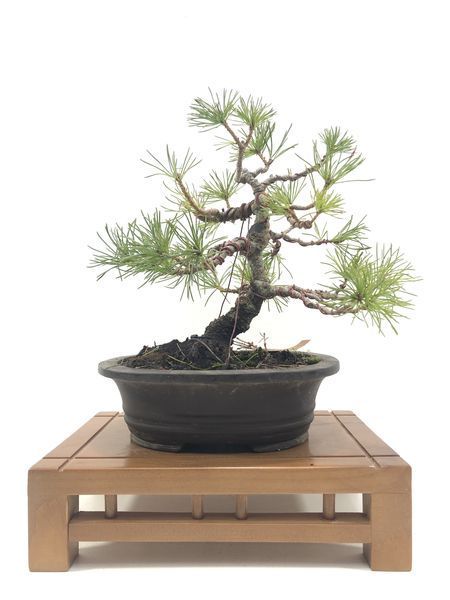 Bonsai Pinus Pentaphylla 22 años