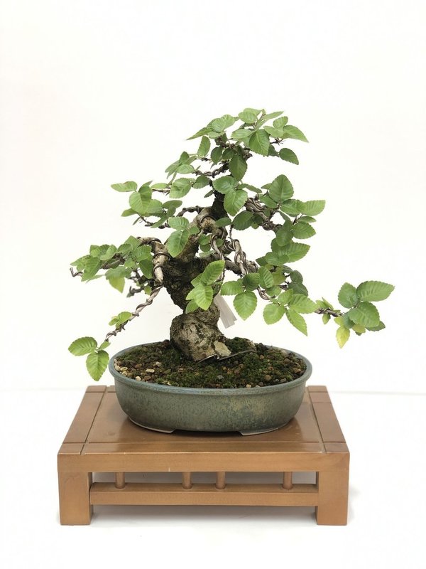 Bonsai Carpinus Coreana