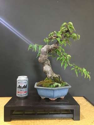 Bonsai Prunus Mume