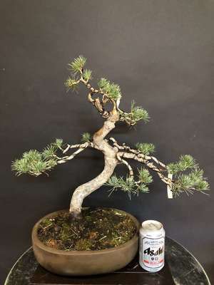 Bonsai Pinus Pentaphylla 25 años