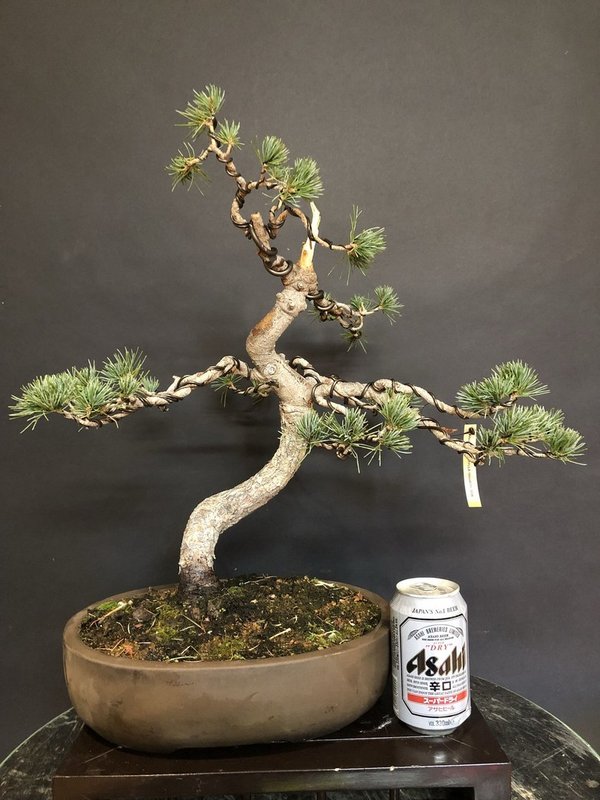 Bonsai Pinus Pentaphylla 25 años