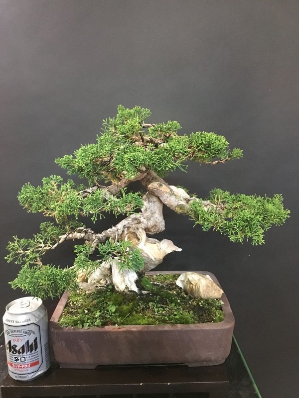 Bonsai Juniperus Chinensis itoigawa 45 años