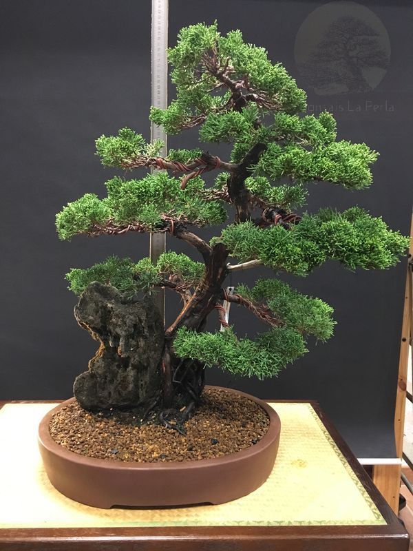 Bonsai Juniperus Chinensis itoigawa en roca