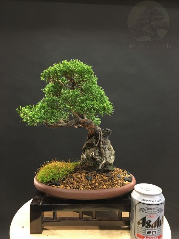 Bonsai Juniperus Chinensis itoigawa en roca