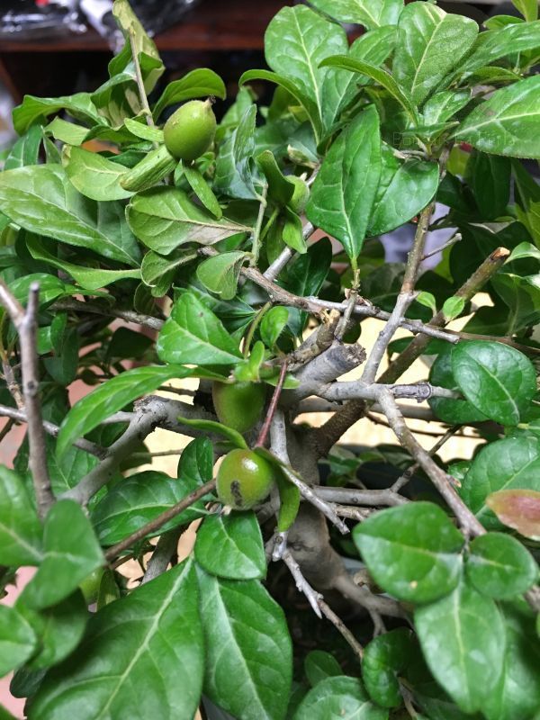 Bonsai Kaki (Diospyros Rhombifolia)