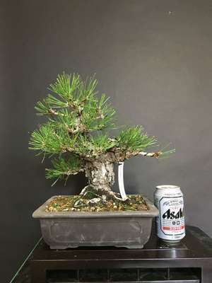 Bonsai Pinus Thunbergii 26 años