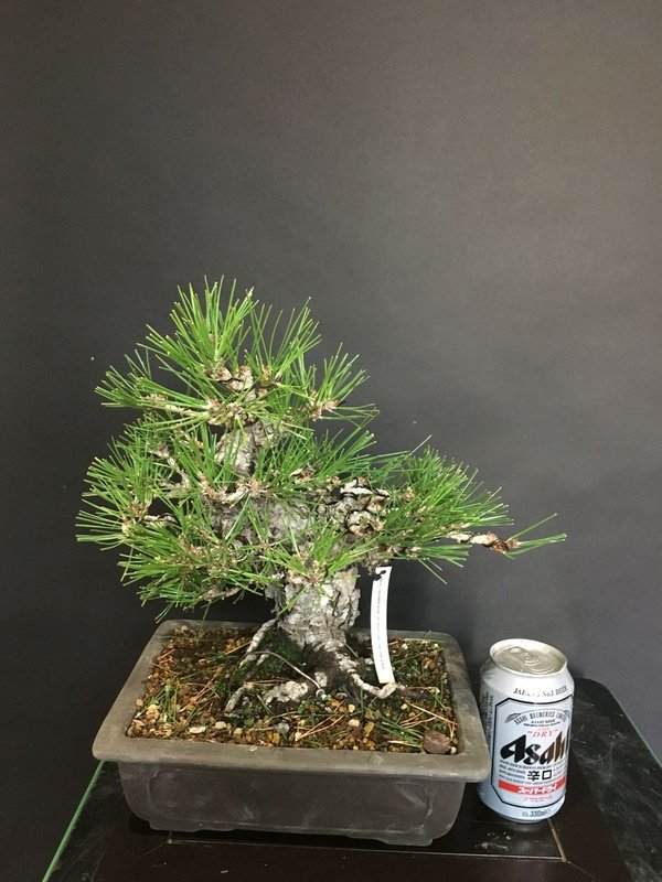 Bonsai Pinus Thunbergii 26 años