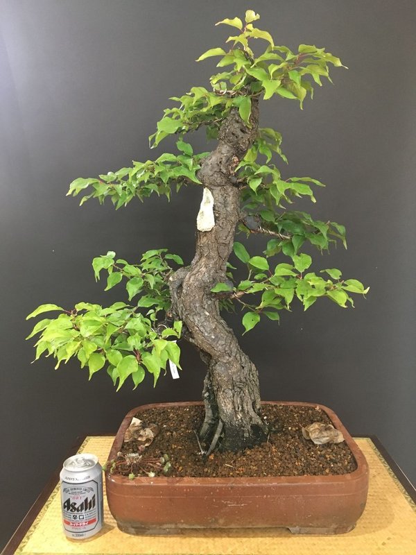 Bonsai Prunus Mume