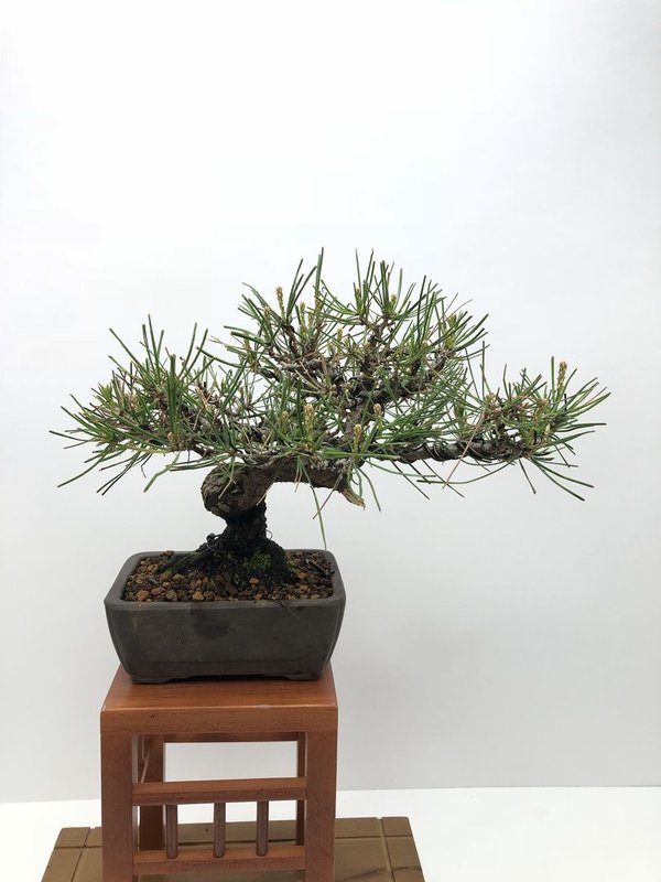 Bonsai Pinus Densiflora 21 años