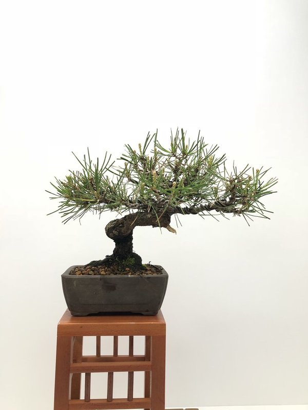 Bonsai Pinus Densiflora 21 años