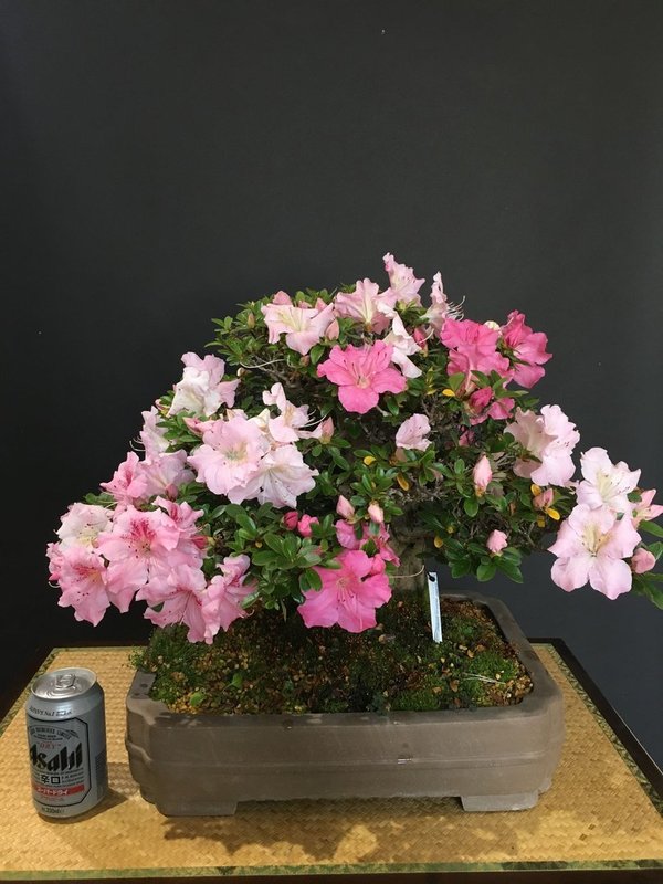 Bonsai Rhododendron Indicum