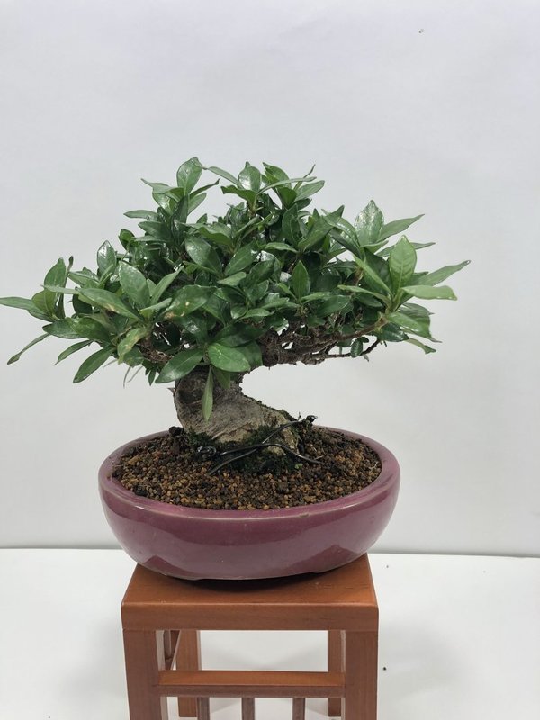 Bonsai Gardenia Jasminoides (Kuchinashi)
