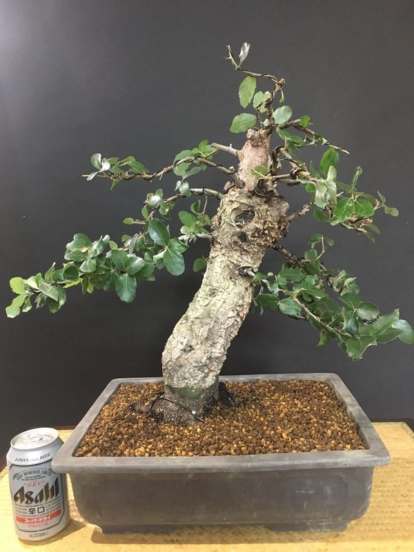 Bonsai Quercus (Alcornoque) 25 años