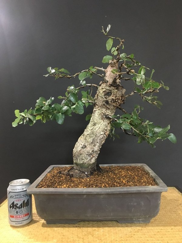 Bonsai Quercus (Alcornoque) 25 años