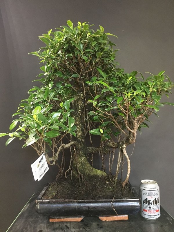 Bonsai Ficus Retusa 24 años