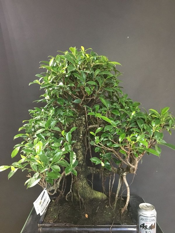 Bonsai Ficus Retusa 24 años