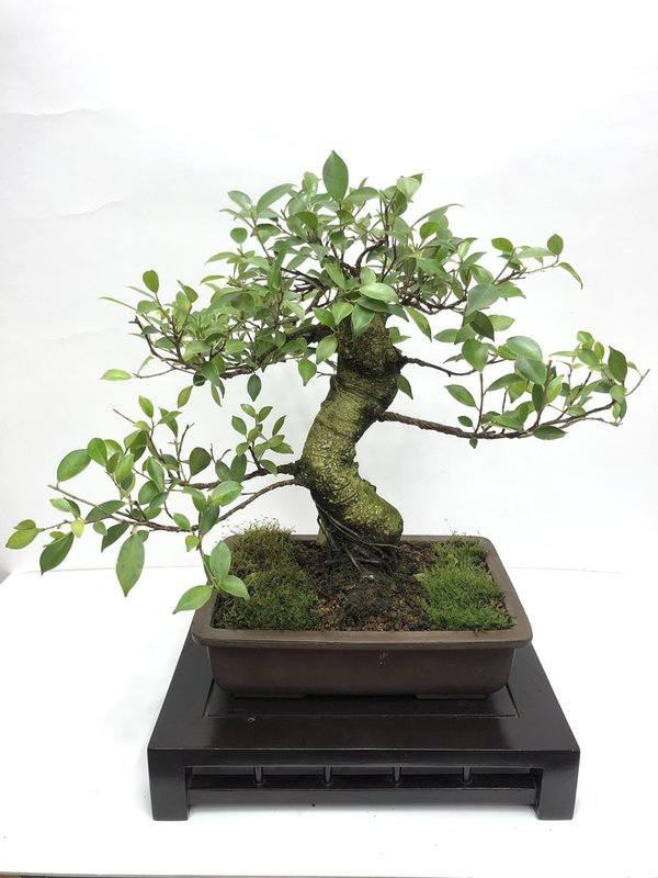 Bonsai Ficus Retusa 25 años