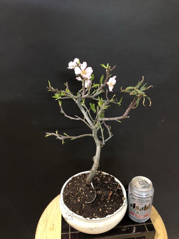 Bonsai almendro (Prunus Dulcis) 10 años
