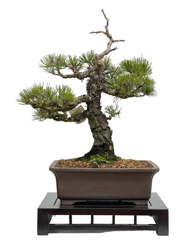Bonsai Pinus Thunbergii 24 años
