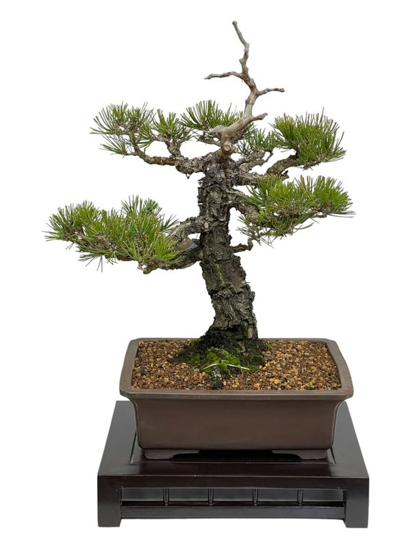 Bonsai Pinus Thunbergii 24 años