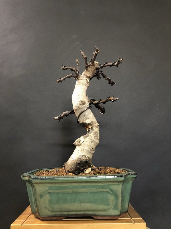 Bonsai Ficus Carica 14 años