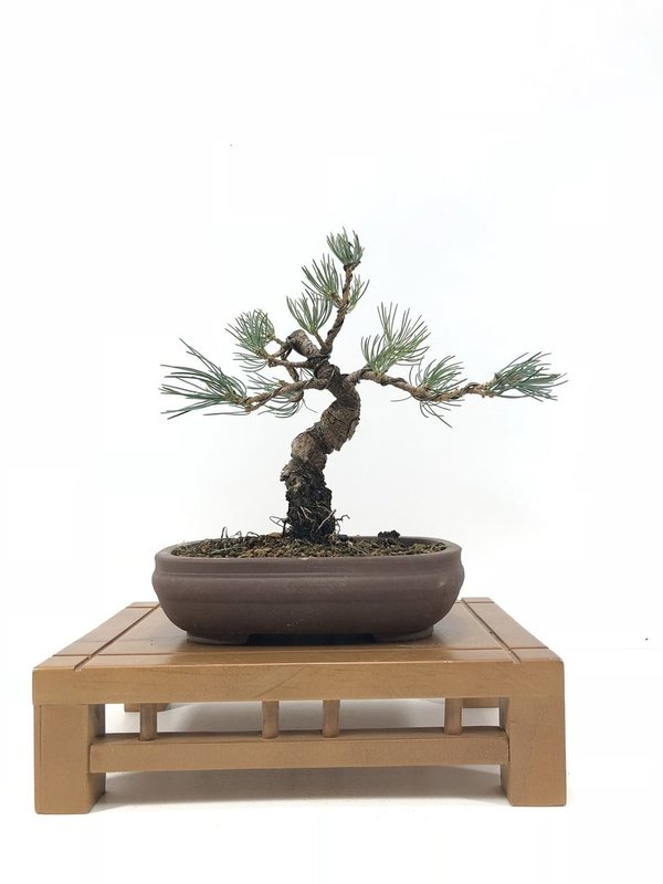 Bonsai Pinus Pentaphylla 14 años