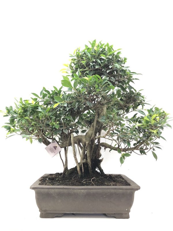 Bonsai Ficus Retusa 25 años