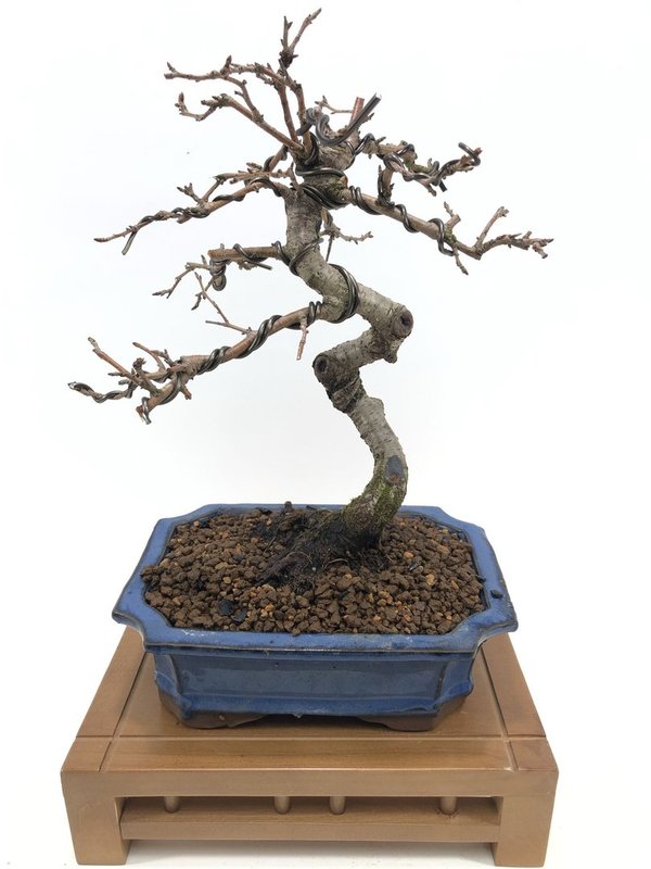 Bonsai Prunus Mahaleb (cerezo de santa lucia)