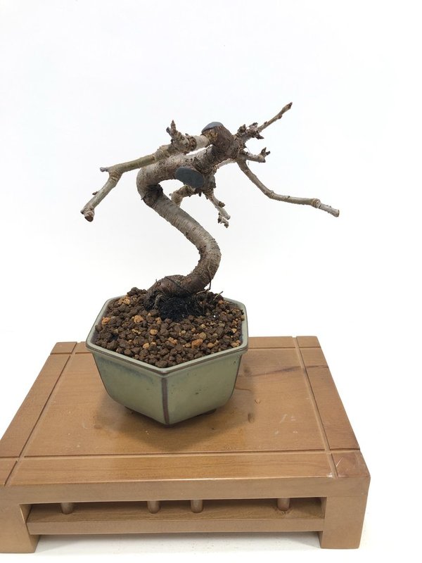 Bonsai Prunus Avium (cerezo silvestre)