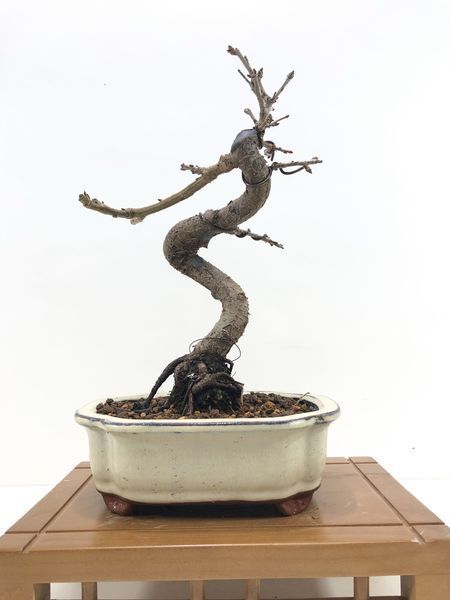 Bonsai Prunus Avium (cerezo silvestre)