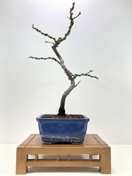 Bonsai almendro (Prunus Dulcis)