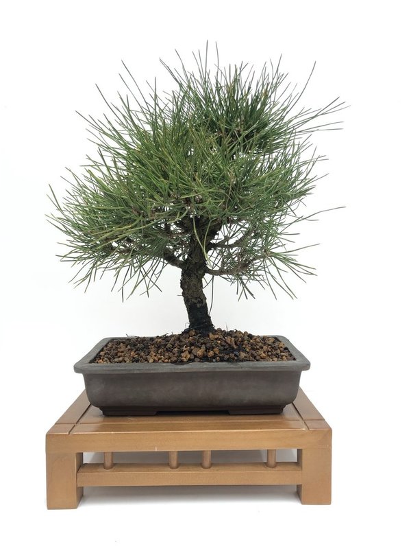 Bonsai Pinus Thunbergii 22 años