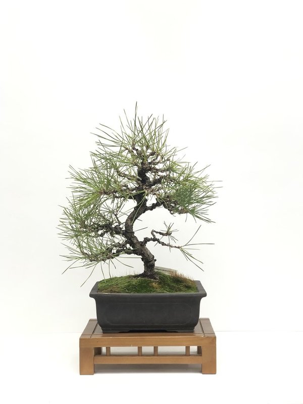 Bonsai Pinus Thunbergii 22 años