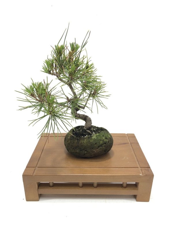 Bonsai Pinus Thunbergii 14 años
